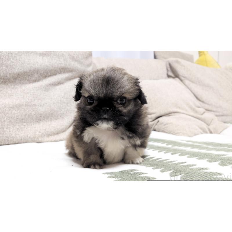 販売中の茨城県のペキニーズ-442390の13枚目