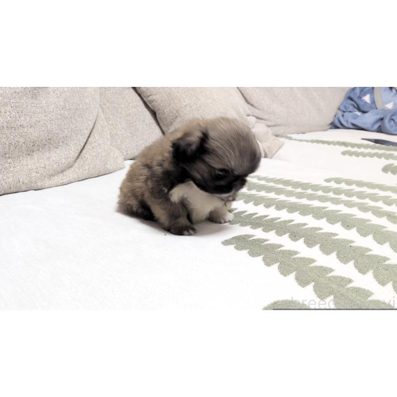 販売中の茨城県のペキニーズ-442390の12枚目