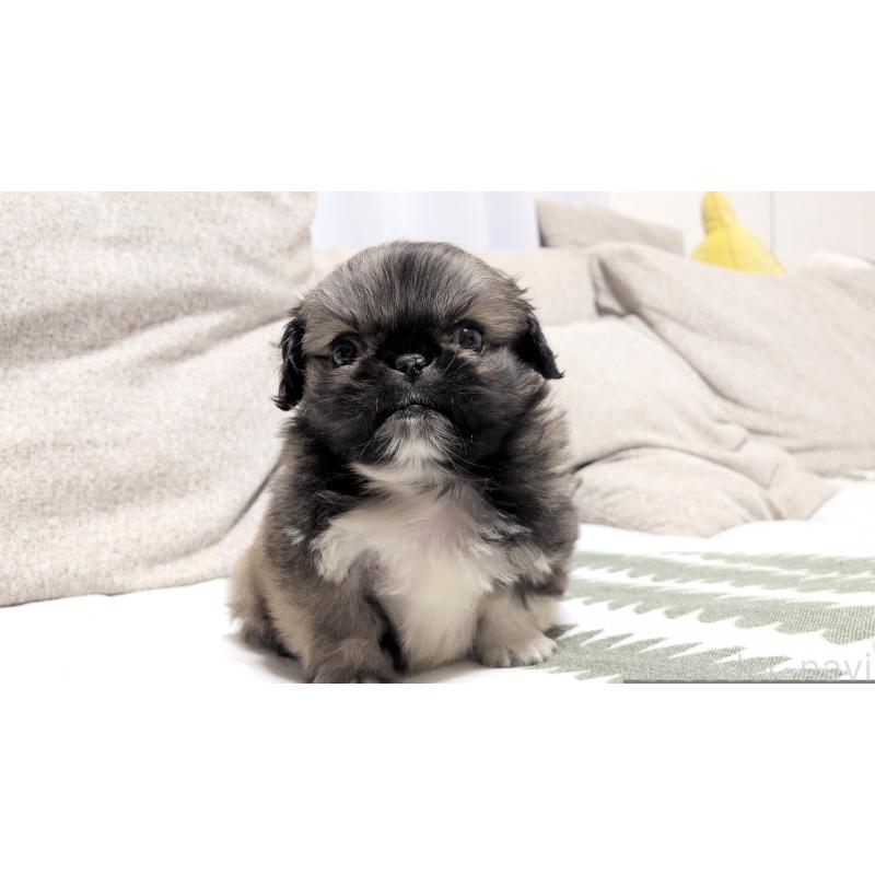 販売中の茨城県のペキニーズ-442390の11枚目