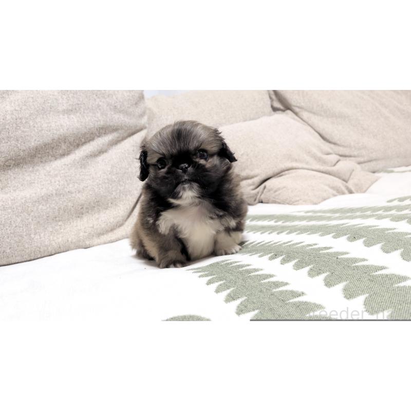 販売中の茨城県のペキニーズ-442390の9枚目