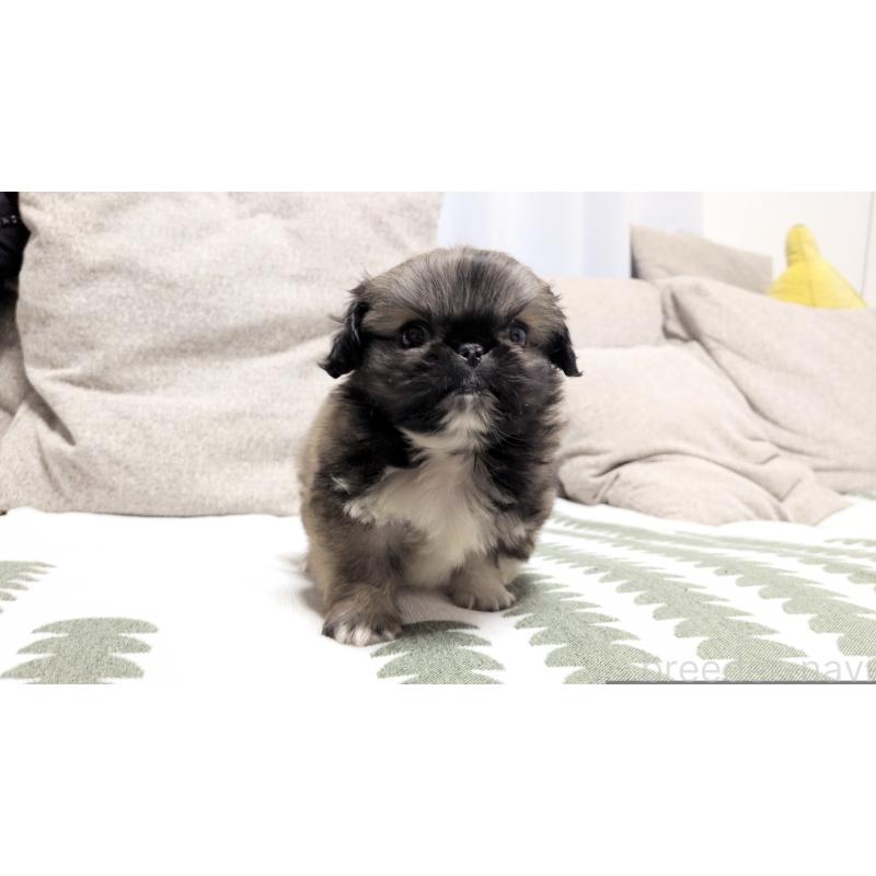 販売中の茨城県のペキニーズ-442390の8枚目