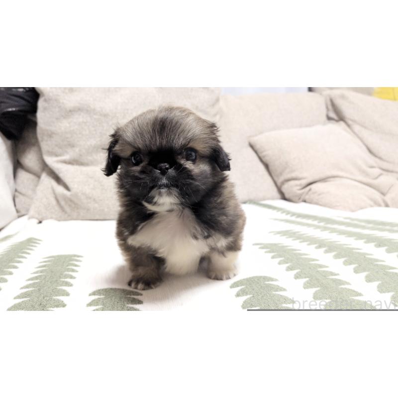 販売中の茨城県のペキニーズ-442390の5枚目