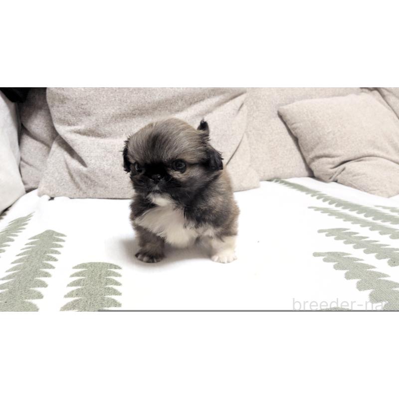 販売中の茨城県のペキニーズ-442390の3枚目