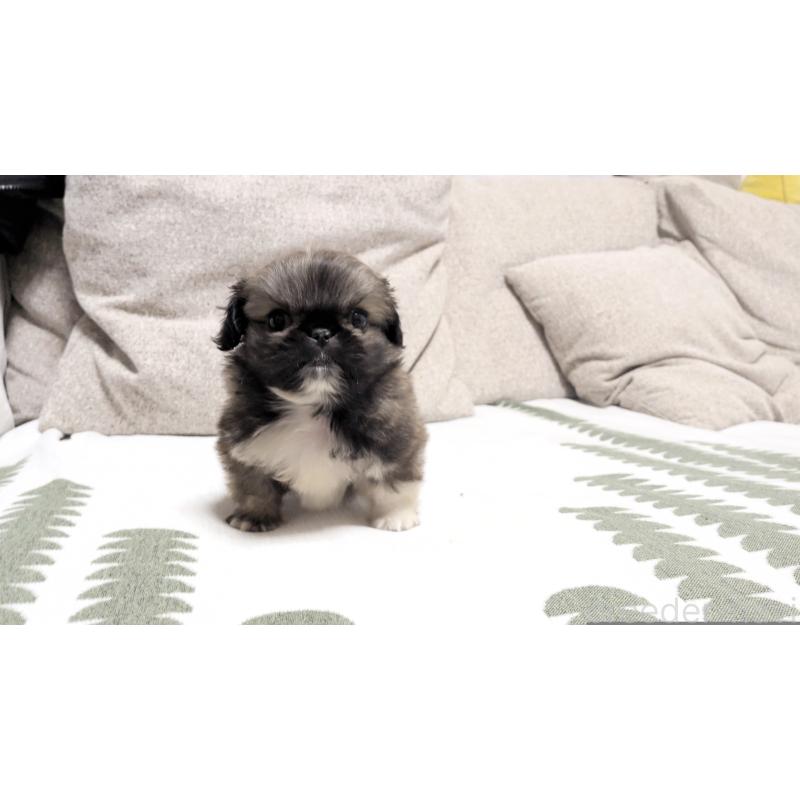 販売中の茨城県のペキニーズ-442390の2枚目