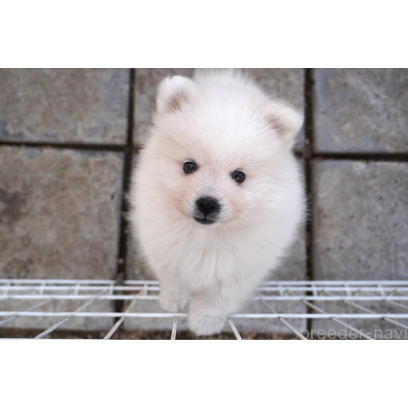 販売中の栃木県の日本スピッツ-442391の5枚目