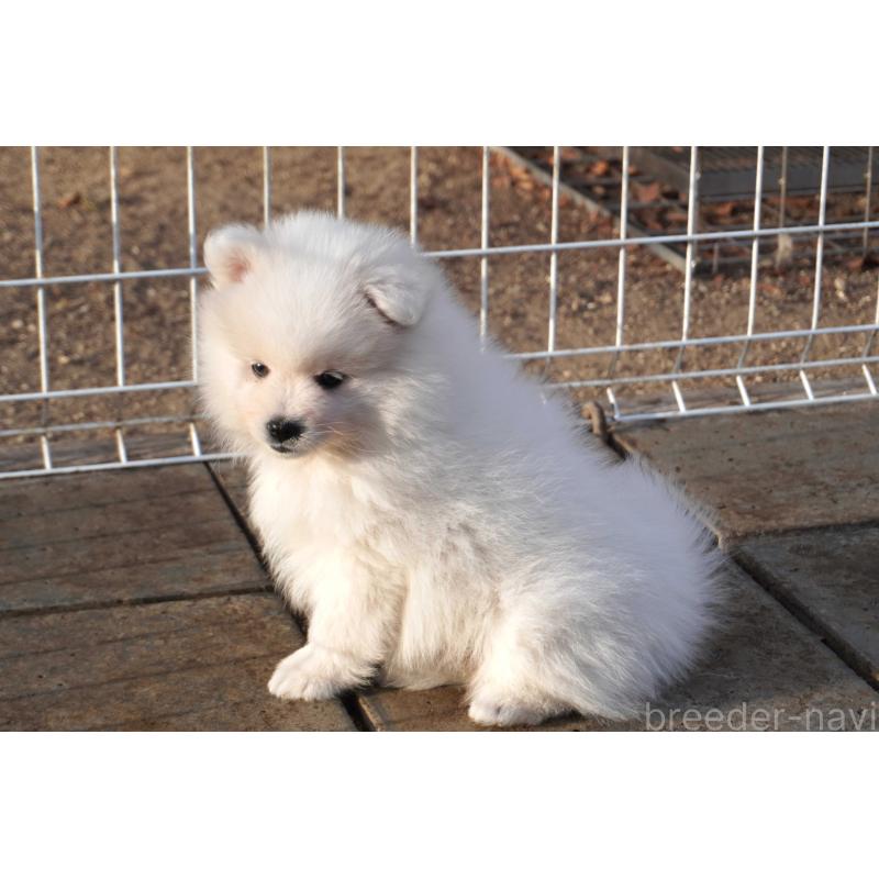 販売中の栃木県の日本スピッツ-442391の4枚目