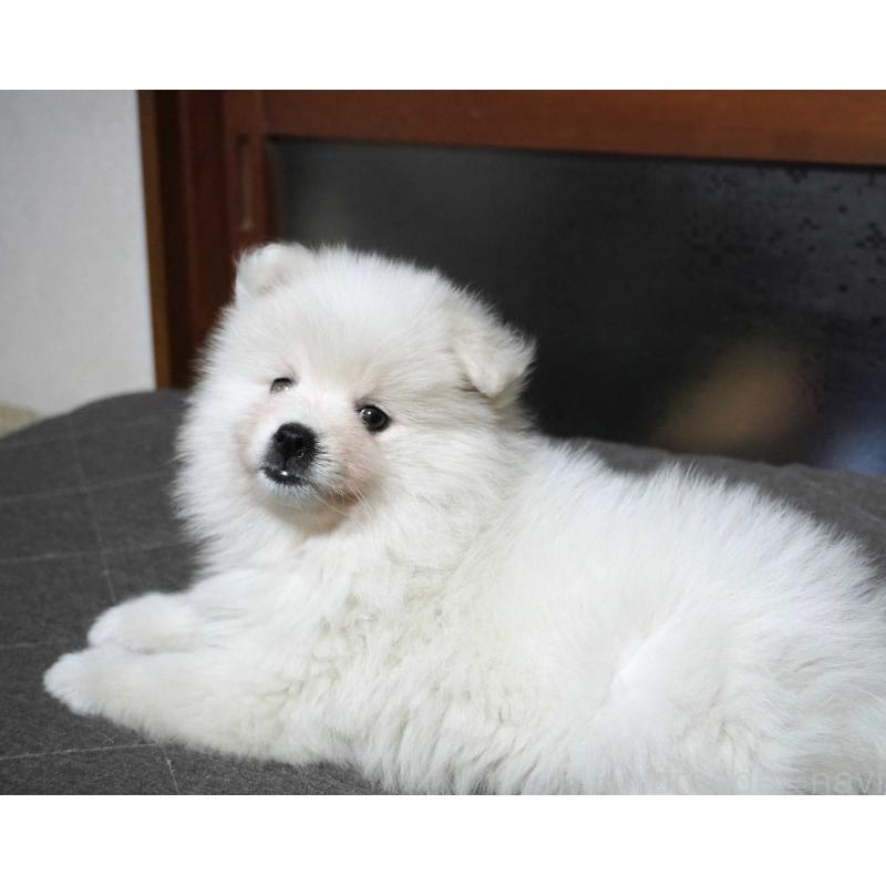 販売中の栃木県の日本スピッツ-442391の3枚目