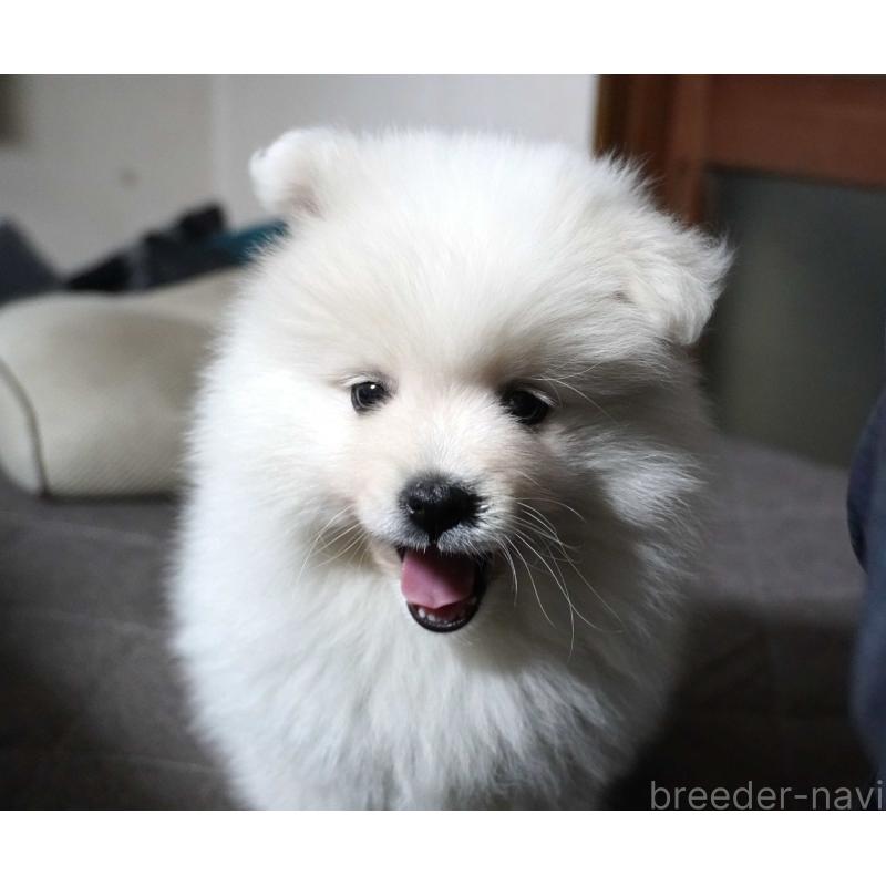 販売中の栃木県の日本スピッツ-442391の2枚目