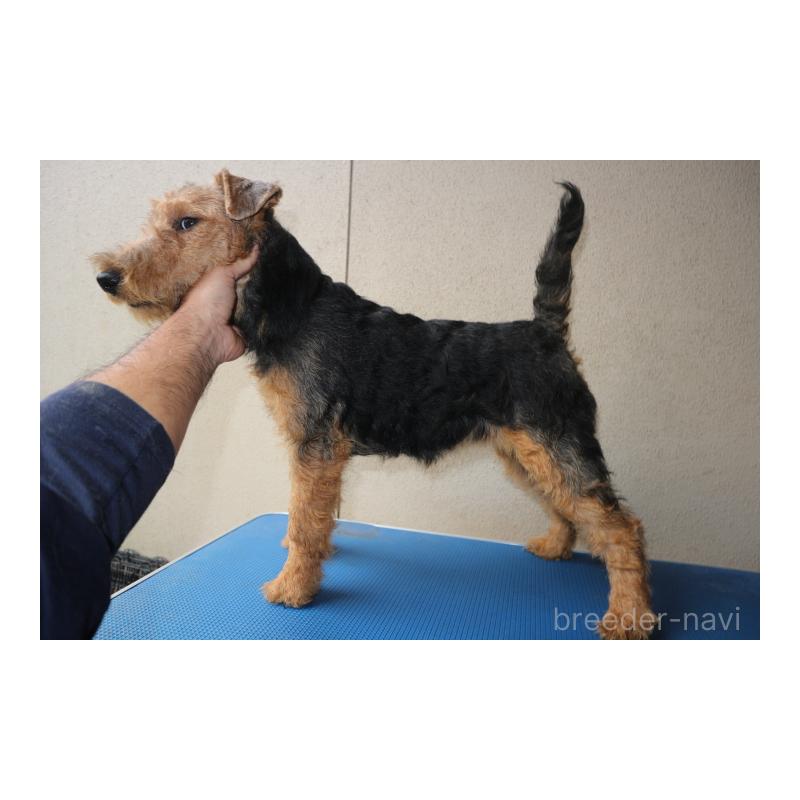 販売中の千葉県のウェルシュテリア-442394の3枚目