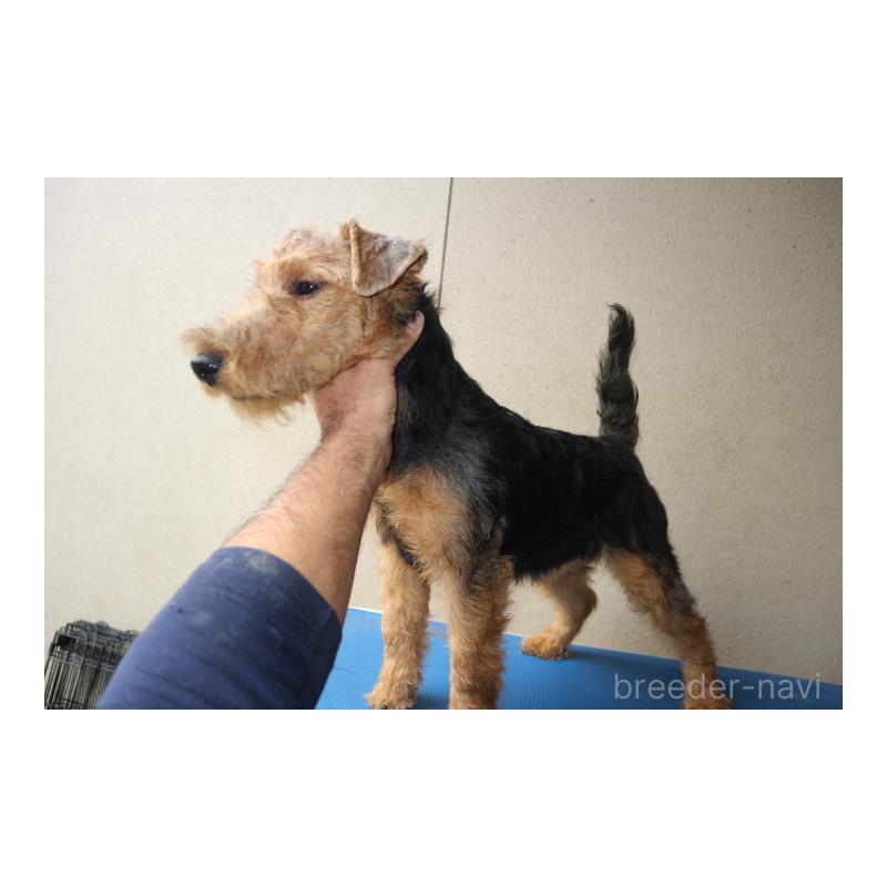 販売中の千葉県のウェルシュテリア-442394の2枚目