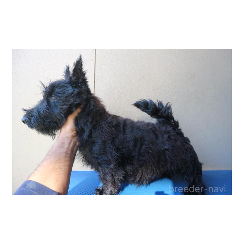 販売中の千葉県のスコティッシュテリア-442395の4枚目
