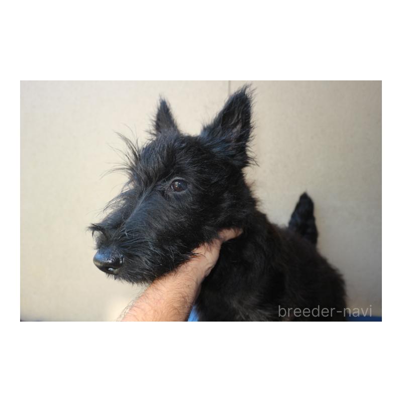 販売中の千葉県のスコティッシュテリア-442395の3枚目