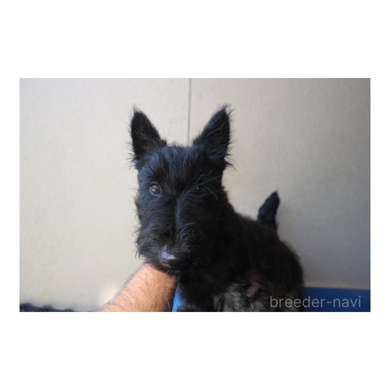 販売中の千葉県のスコティッシュテリア-442395の2枚目