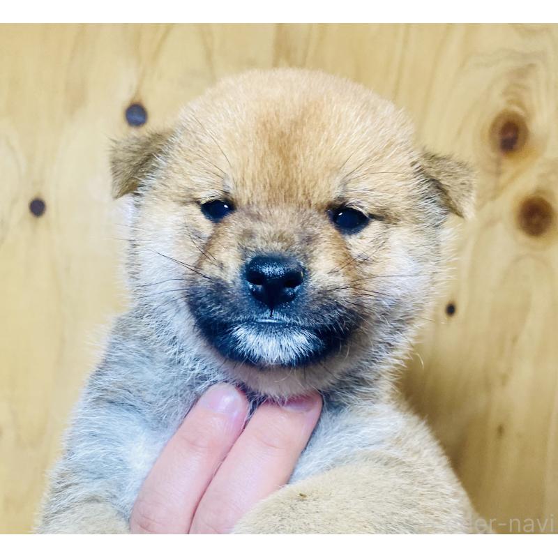 販売中の静岡県の豆柴-442392の5枚目