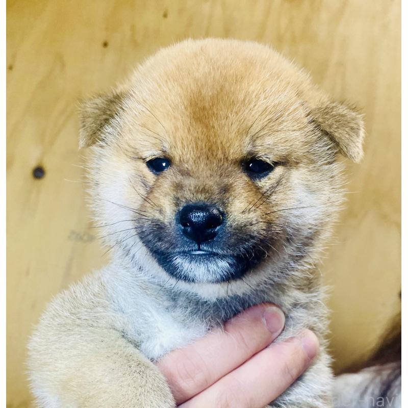 販売中の静岡県の豆柴-442392の4枚目