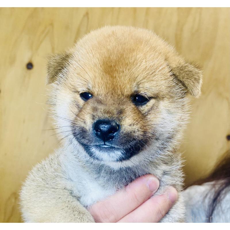 販売中の静岡県の豆柴-442392の3枚目