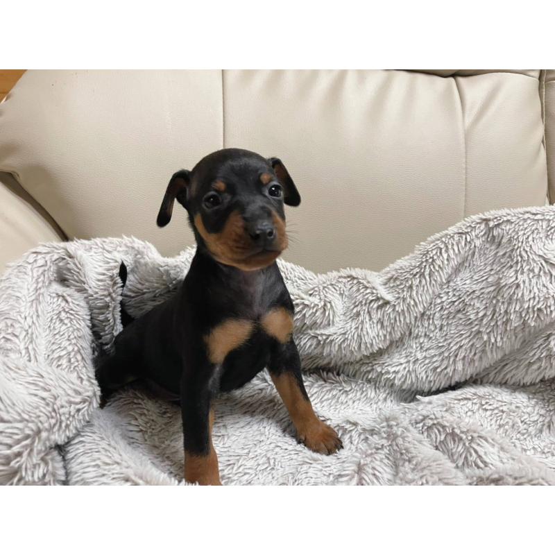 販売中の福岡県のミニチュアピンシャー(ミニピン)-442393の5枚目