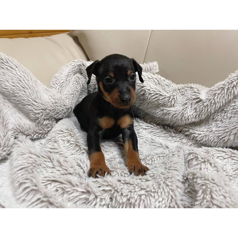 販売中の福岡県のミニチュアピンシャー(ミニピン)-442393の4枚目