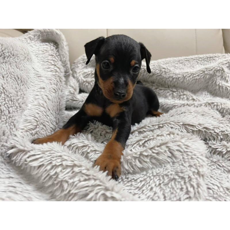 販売中の福岡県のミニチュアピンシャー(ミニピン)-442393の3枚目