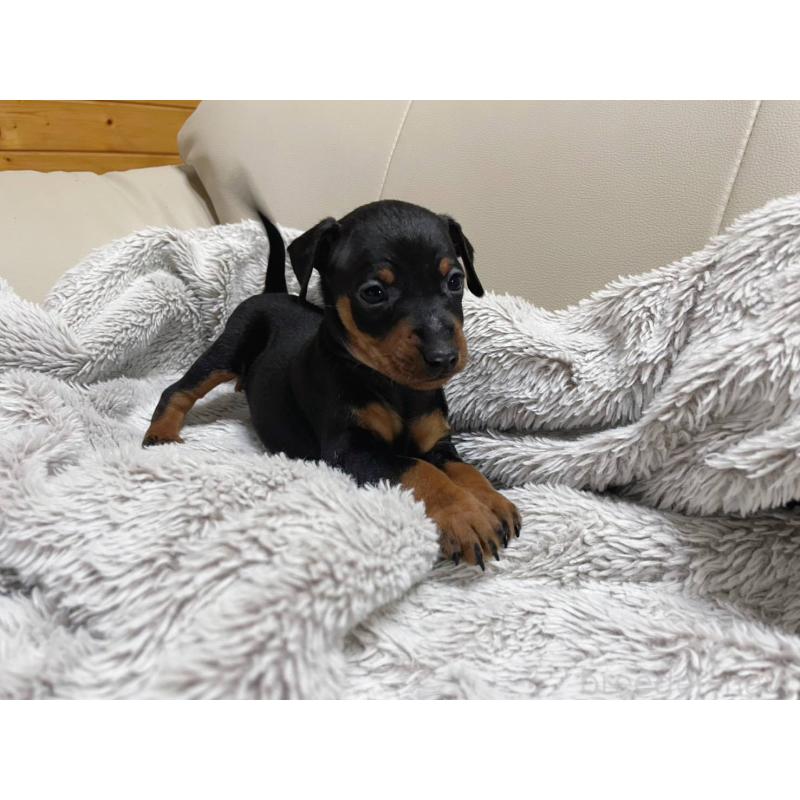 販売中の福岡県のミニチュアピンシャー(ミニピン)-442393