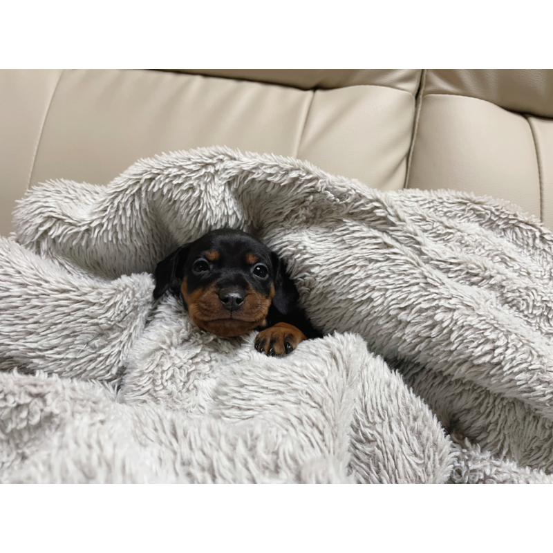 販売中の福岡県のミニチュアピンシャー(ミニピン)-442396の7枚目