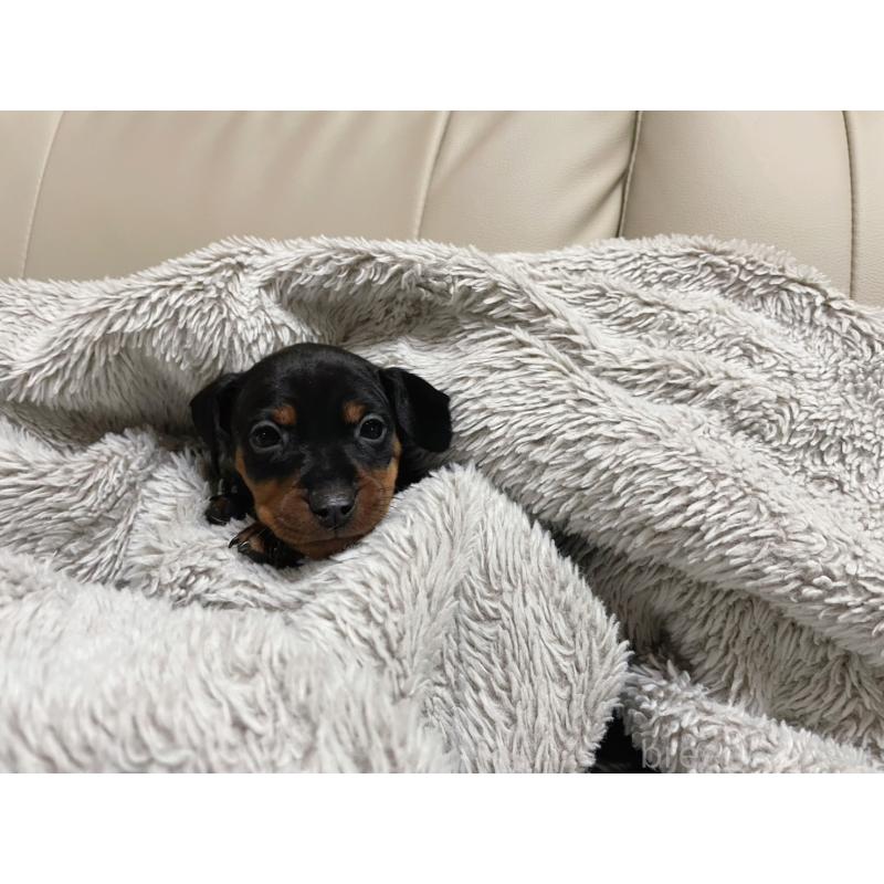 販売中の福岡県のミニチュアピンシャー(ミニピン)-442396の6枚目