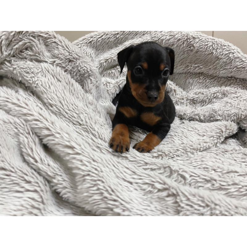 販売中の福岡県のミニチュアピンシャー(ミニピン)-442396の1枚目