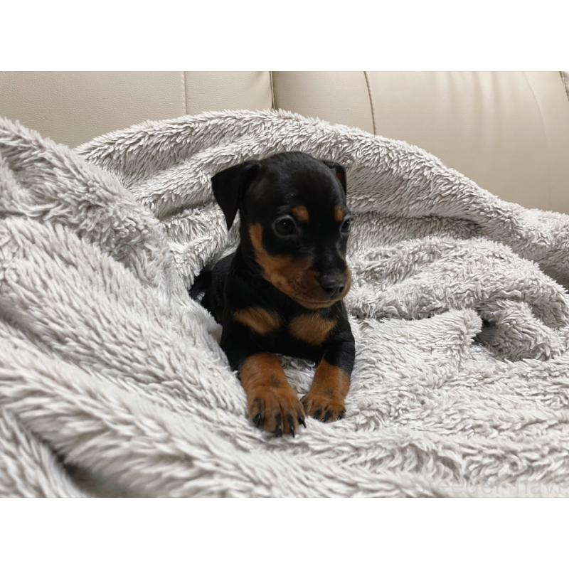 販売中の福岡県のミニチュアピンシャー(ミニピン)-442396の5枚目