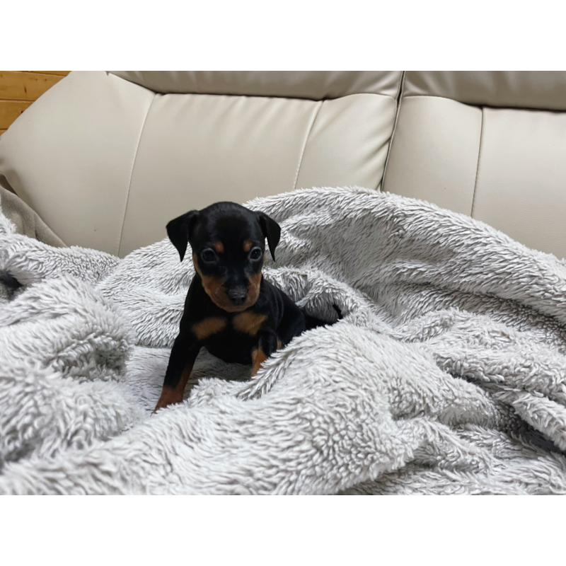 販売中の福岡県のミニチュアピンシャー(ミニピン)-442396の4枚目