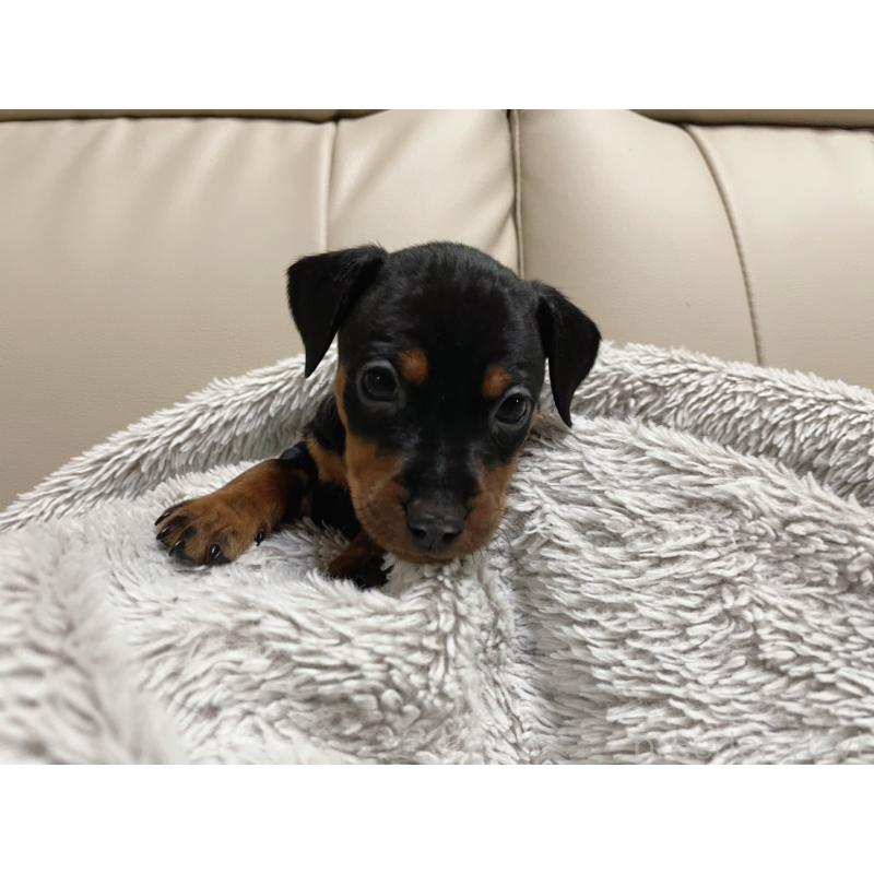 販売中の福岡県のミニチュアピンシャー(ミニピン)-442396の3枚目