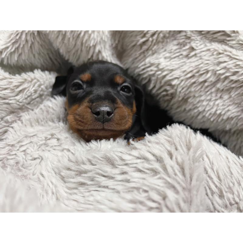 販売中の福岡県のミニチュアピンシャー(ミニピン)-442396の2枚目