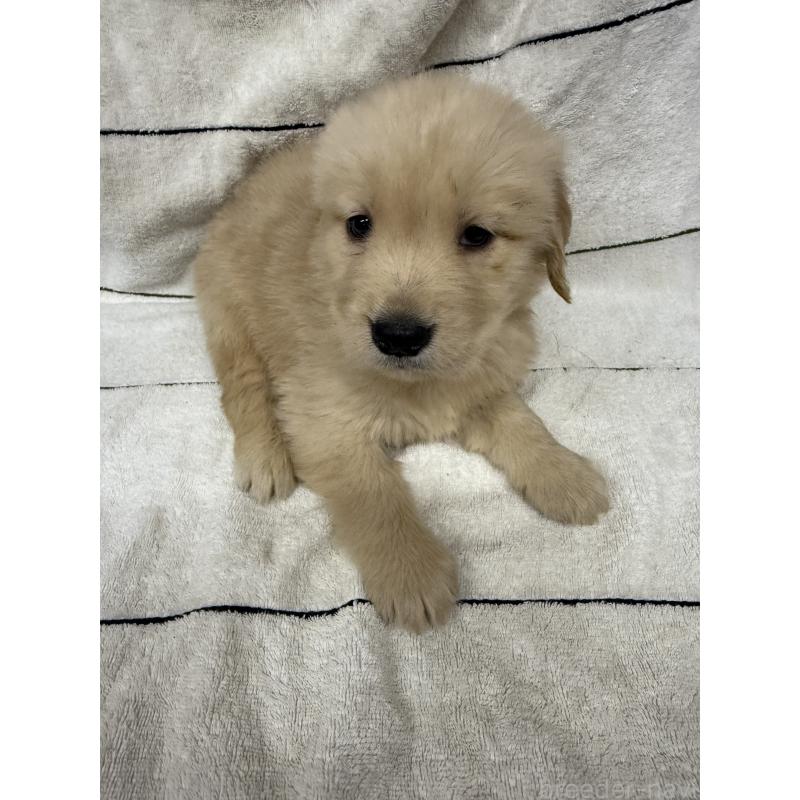 販売中の長野県のゴールデンレトリーバー-442397の3枚目