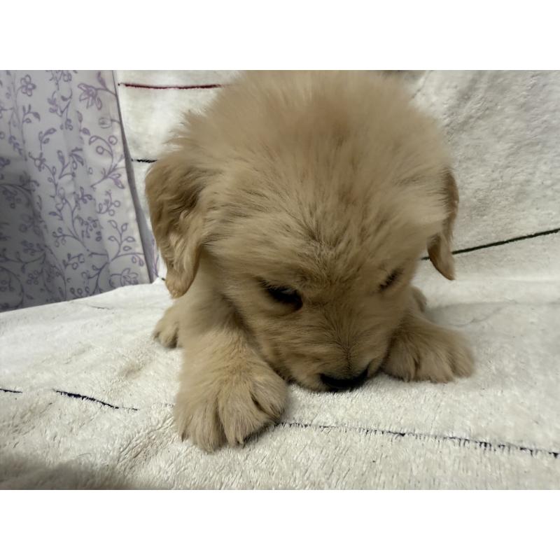 販売中の長野県のゴールデンレトリーバー-442397の2枚目