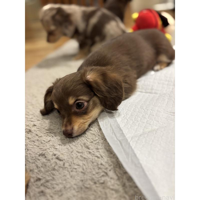 販売中の大分県のチワックス:チワワ×ミニチュアダックスフンド-438374の12枚目