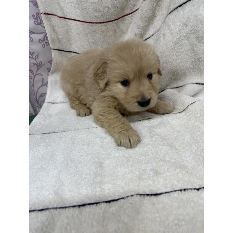 販売中の長野県のゴールデンレトリーバー-442399の2枚目