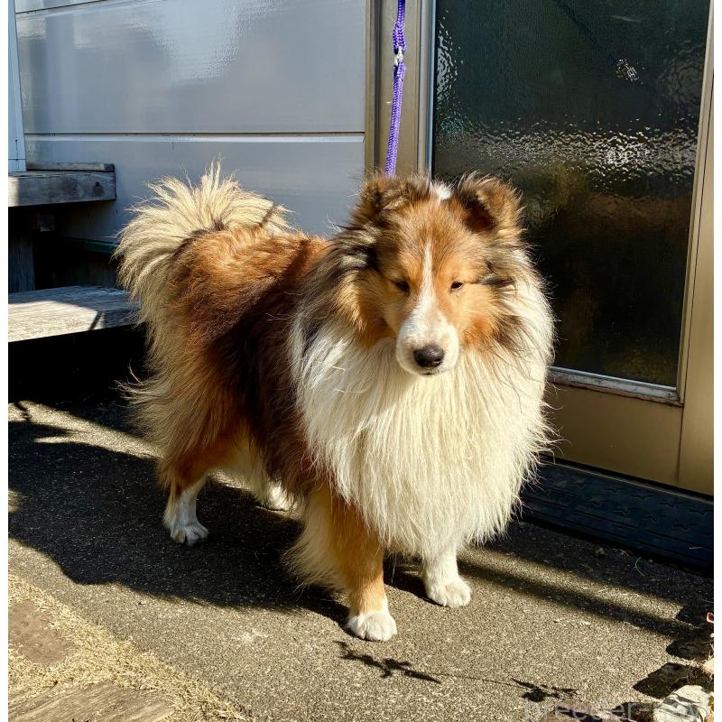 販売中の静岡県のシェットランドシープドッグ(シェルティ)-440141