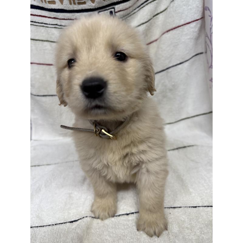 販売中の長野県のゴールデンレトリーバー-442426の3枚目