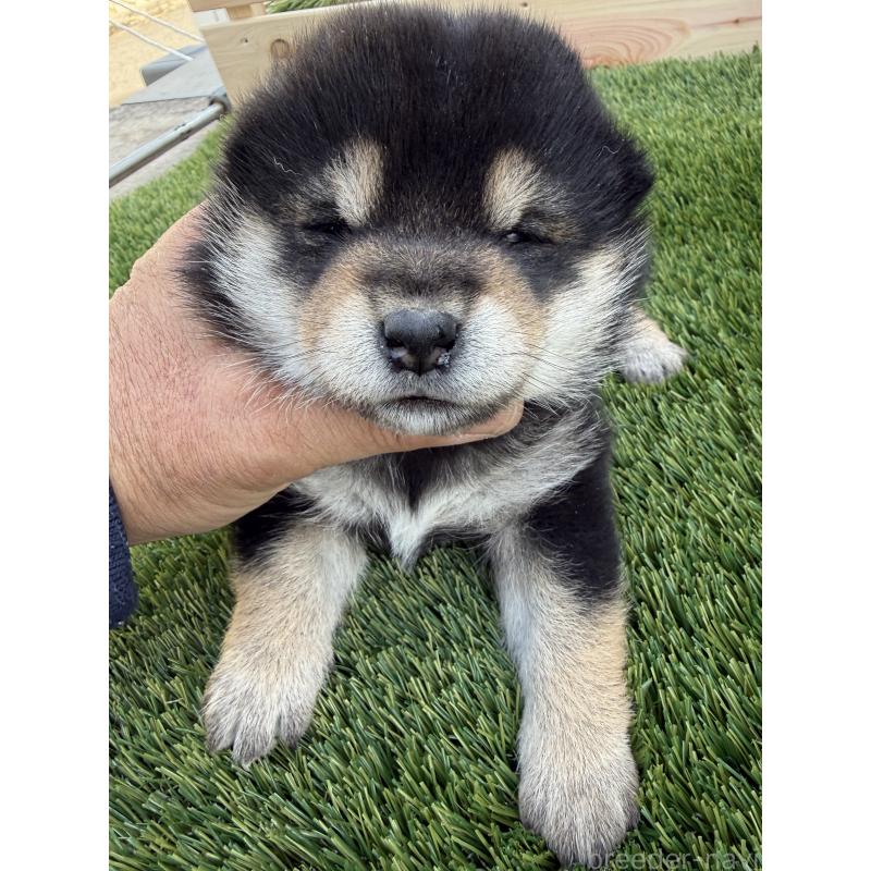 販売中の広島県の柴犬-442400の4枚目