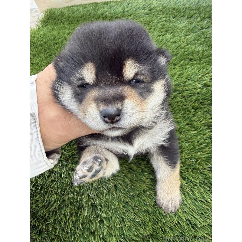 販売中の広島県の柴犬-442400の3枚目