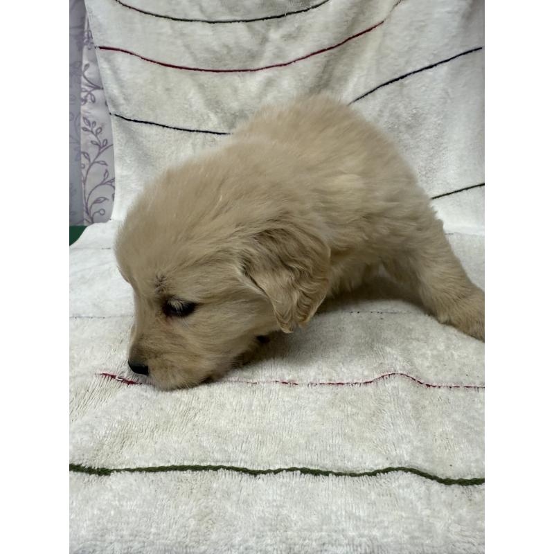 販売中の長野県のゴールデンレトリーバー-442426の2枚目