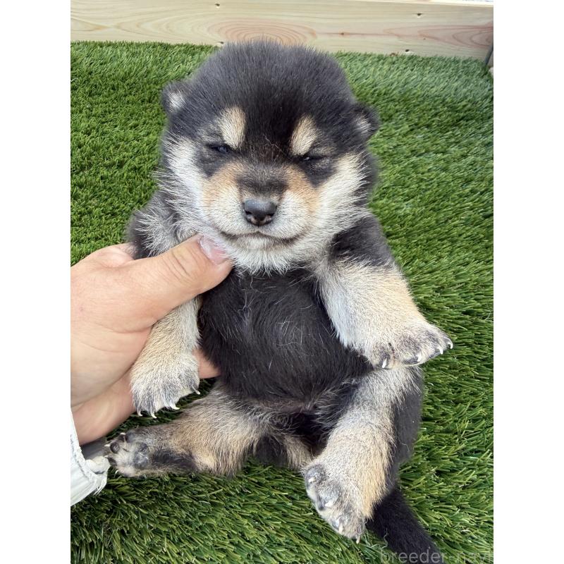 販売中の広島県の柴犬-442400の2枚目