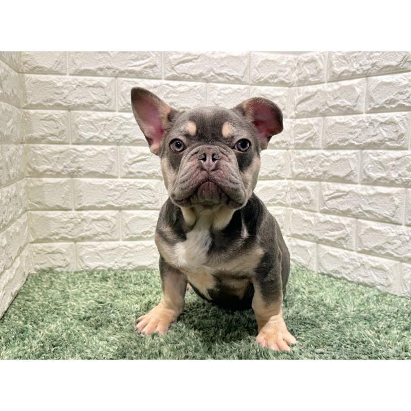 販売中の愛知県のフレンチブルドッグ-442401の4枚目