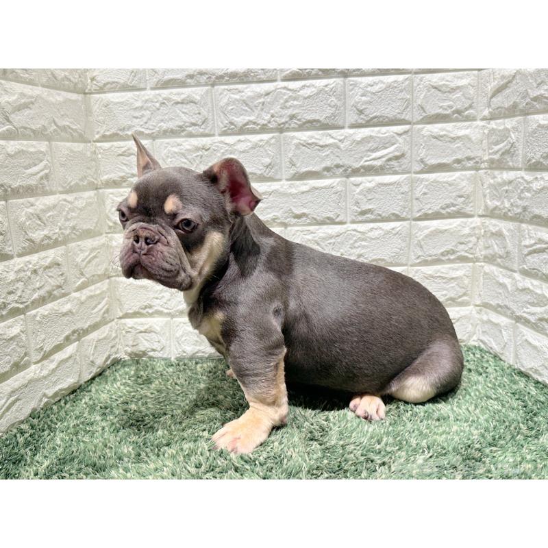 販売中の愛知県のフレンチブルドッグ-442401の3枚目