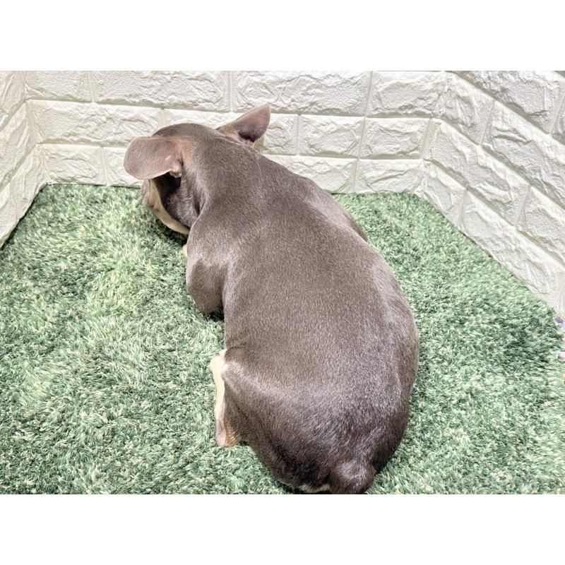 販売中の愛知県のフレンチブルドッグ-442401の2枚目