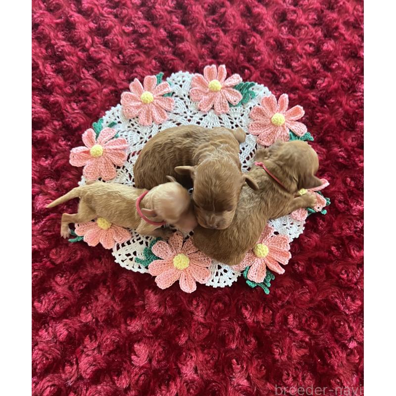 販売中ののトイプードル-441642