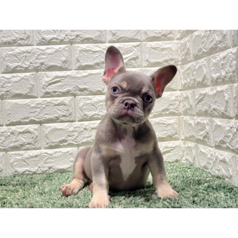 販売中の愛知県のフレンチブルドッグ-442402の4枚目