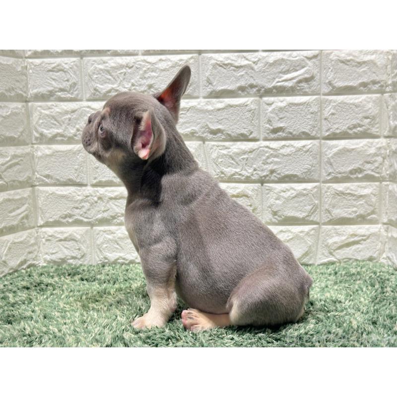 販売中の愛知県のフレンチブルドッグ-442402の3枚目