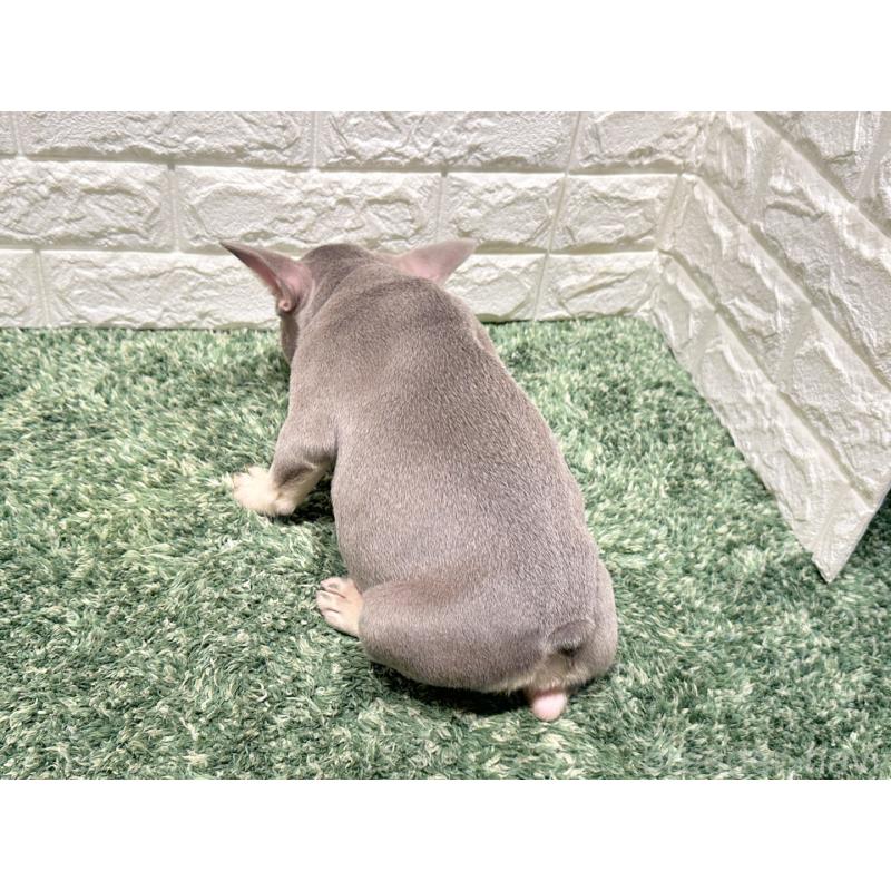 販売中の愛知県のフレンチブルドッグ-442402の2枚目