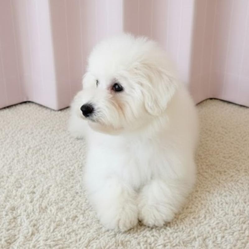 販売中の栃木県のビションフリーゼ-413927の5枚目