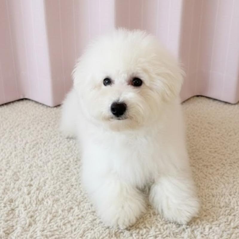 販売中の栃木県のビションフリーゼ-413927の4枚目